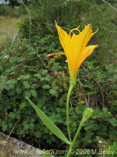 Imágen de Alstroemeria aurea (Alstromeria dorada / Amancay / Liuto / Rayen-cachu). Haga un clic para aumentar parte de imágen.